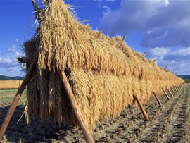 国産稲わら